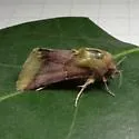 Bina Flower Moth - Hodges#11105 - photo 5