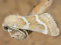 Schinia biundulata - Hodges#11157 - photo 2