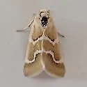 Schinia biundulata - Hodges#11157 - photo 4