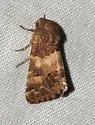Schinia brunnea - Hodges#11182 - photo 2