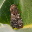Schinia brunnea - Hodges#11182 - photo 3