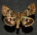 Schinia brunnea - Hodges#11182 - photo 4