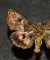 Schinia brunnea - Hodges#11182 - photo 5