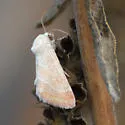Schinia buta - Hodges#11146