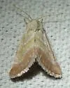 Schinia buta - Hodges#11146 - photo 4