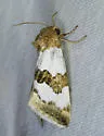 Schinia chryselloides - Hodges#11199.1 - photo 2