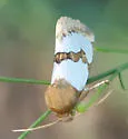 Schinia chrysellus - Hodges#11199 - photo 2