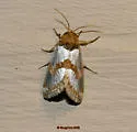 Schinia chrysellus - Hodges#11199 - photo 3