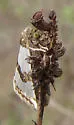 Schinia chrysellus - Hodges#11199 - photo 4
