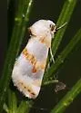 Schinia ciliata - Hodges#11200 - photo 4