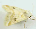 Schinia coercita - Hodges#11187 - Schinia coercita
