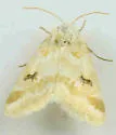 Schinia coercita - Hodges#11187 - photo 2