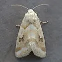 Schinia coercita - Hodges#11187 - photo 3
