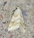Schinia coercita - Hodges#11187 - photo 4