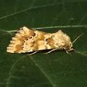 Schinia crenilinea - Hodges#11185 - photo 2