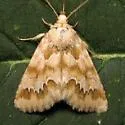 Schinia crenilinea - Hodges#11185 - photo 4