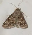 Schinia crotchii - Hodges#11134.1 - Schinia crotchii