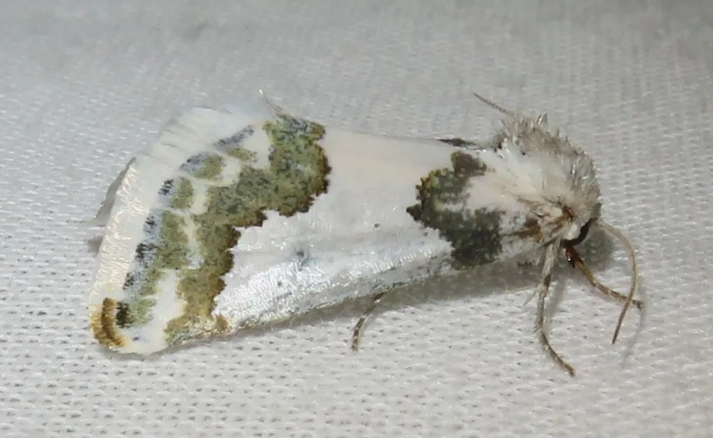 Schinia cumatilis - Hodges#11192 - photo 2