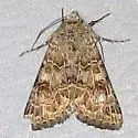 Schinia cupes - Hodges#11134 - photo 2