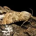 Schinia cupes - Hodges#11134 - photo 3