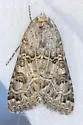 Schinia cupes - Hodges#11134 - photo 4
