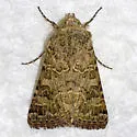 Schinia cupes - Hodges#11134 - photo 5