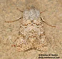 Schinia deserticola - Hodges#11134.2 - photo 2