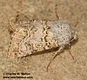 Schinia deserticola - Hodges#11134.2 - photo 3