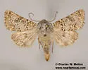 Schinia deserticola - Hodges#11134.2 - photo 4