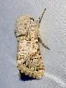 Schinia deserticola - Hodges#11134.2 - photo 5