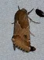 Schinia diffusa - Hodges#11183 - photo 4