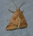 Schinia diffusa - Hodges#11183 - photo 5