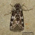 Schinia dobla - Hodges#11101