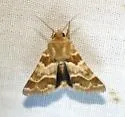 Schinia errans - Hodges#11124 - photo 2