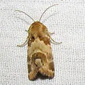 Schinia errans - Hodges#11124 - photo 3