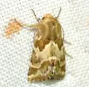 Schinia errans - Hodges#11124 - photo 4