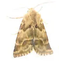 Schinia errans - Hodges#11124 - photo 5