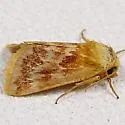 Schinia fulleri - Hodges#11107 - Schinia fulleri