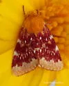 Schinia fulleri - Hodges#11107 - photo 2