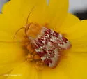 Schinia fulleri - Hodges#11107 - photo 3