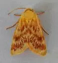 Schinia fulleri - Hodges#11107 - photo 4