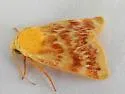 Schinia fulleri - Hodges#11107 - photo 5