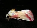 Clouded Crimson - Hodges#11168 - Schinia gaurae