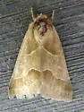 Slender Flower Moth - Hodges#11147 - Schinia gracilenta