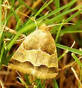 Slender Flower Moth - Hodges#11147 - photo 2