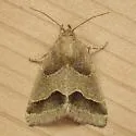 Slender Flower Moth - Hodges#11147 - photo 3