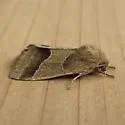 Slender Flower Moth - Hodges#11147 - photo 4