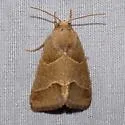 Slender Flower Moth - Hodges#11147 - photo 5