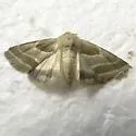 Boneset Flower Moth - Hodges#11148.1
