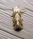 Boneset Flower Moth - Hodges#11148.1 - photo 2